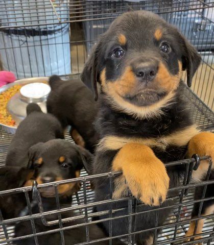 Rottweiler puppies ready to play