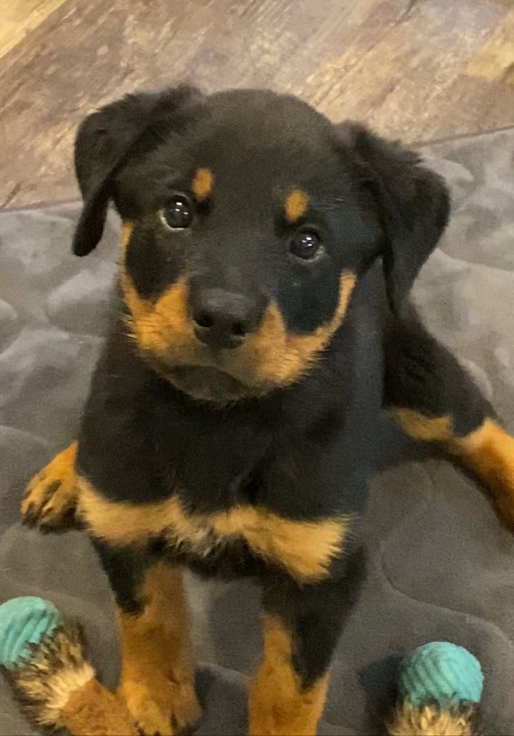 Male or female rottweiler puppy