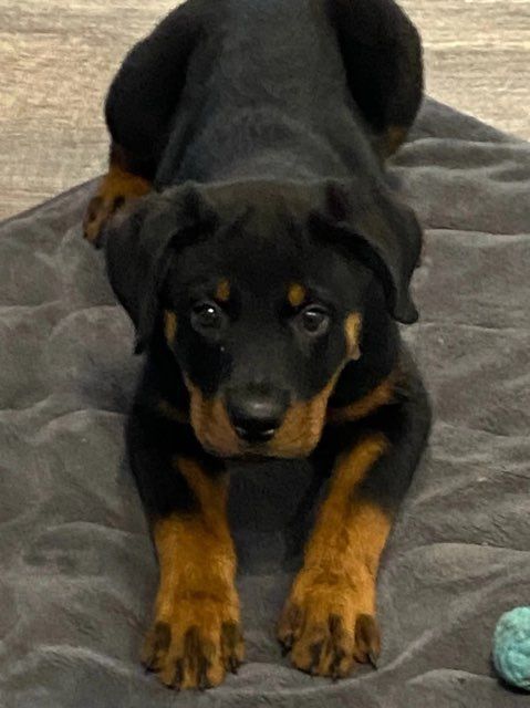 Rottweiler puppy ready to spring