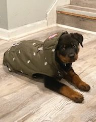 Playing dress up with puppies