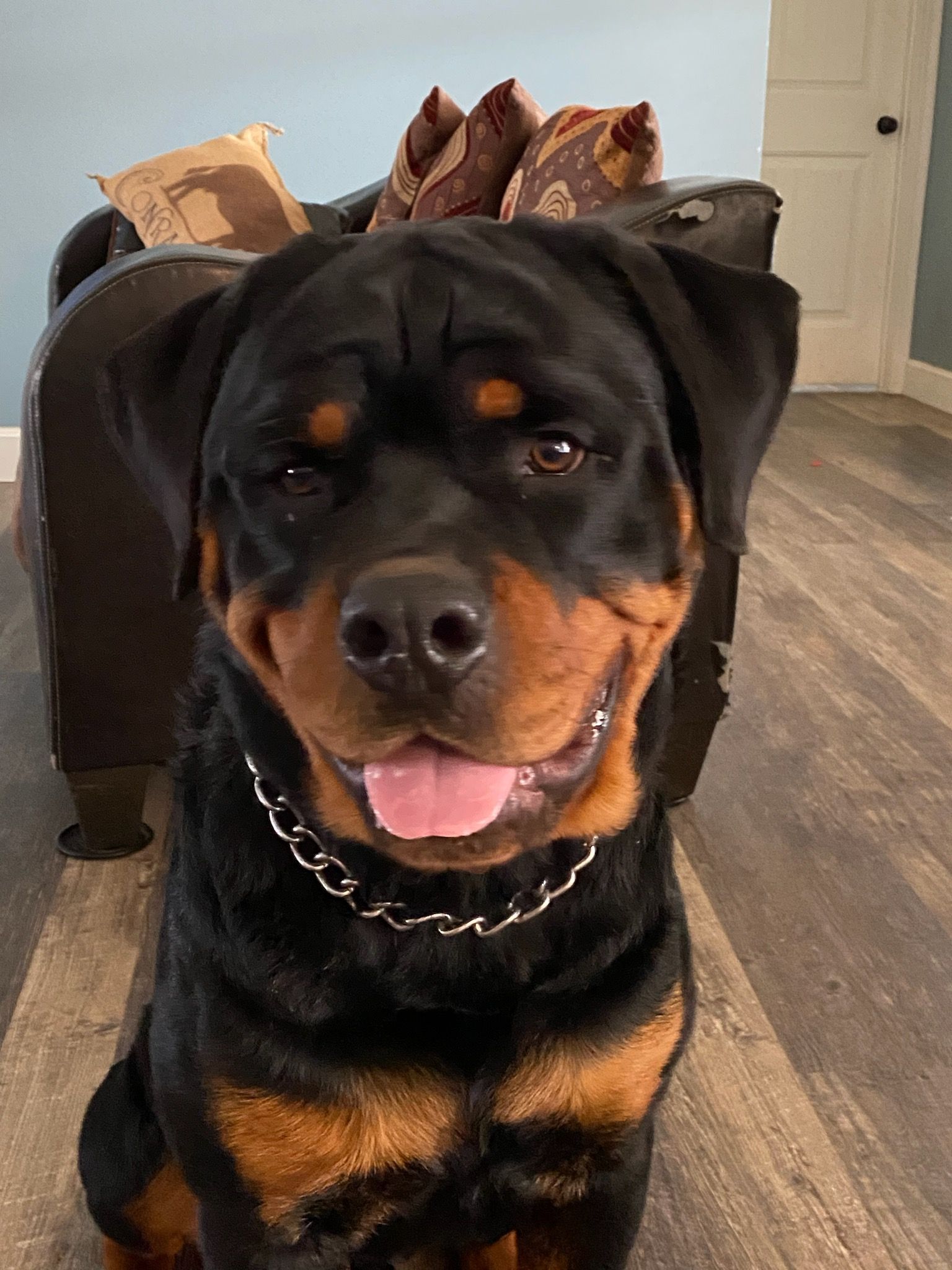 Male Rottweiler at Spartan Rottweilers