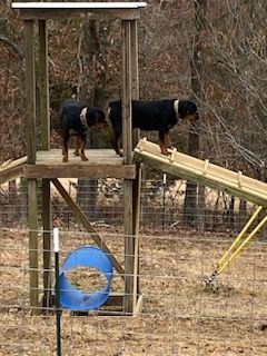 Playground equipment for our dogs