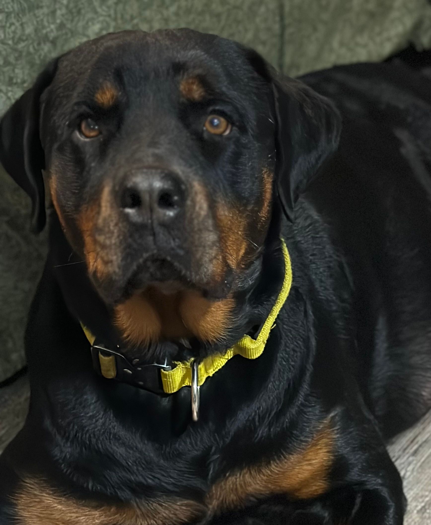 Leo - Male Rottweiler of Spartan Rottweilers