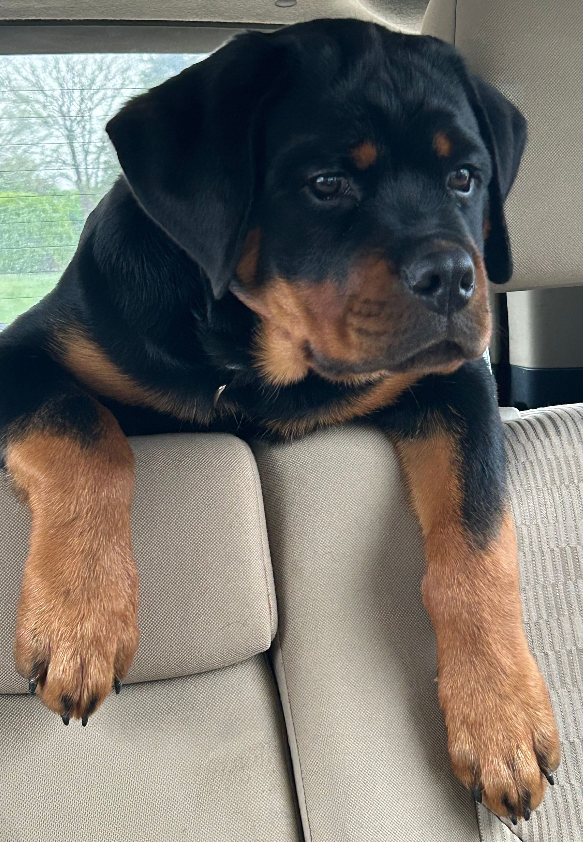 Spartan Rottweilers Amara puppy over the seat