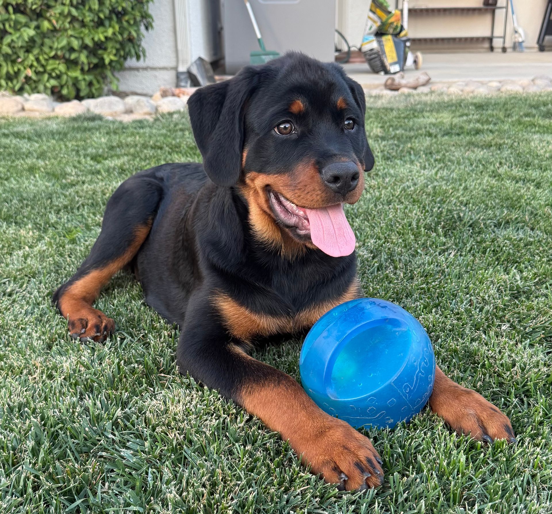 Spartan Rottweilers xena puppy with ball