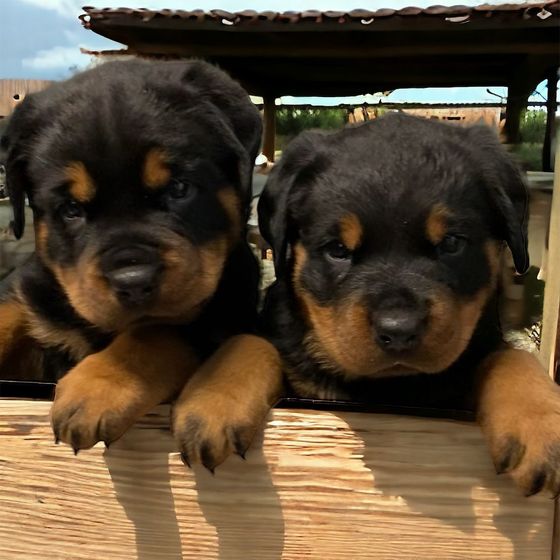 Two Rottweiler puppies