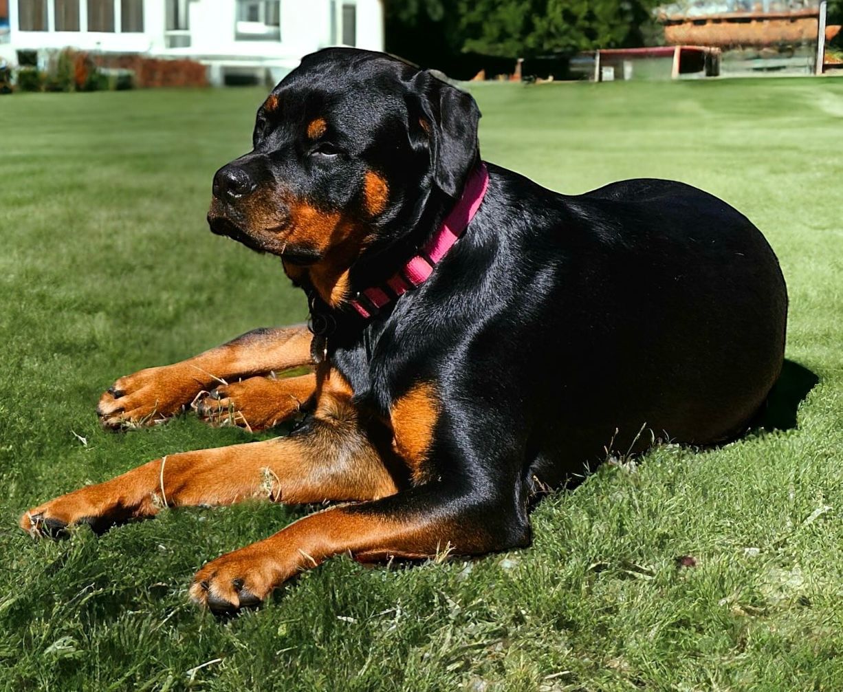 Female Rottweiler relaxing on a cot