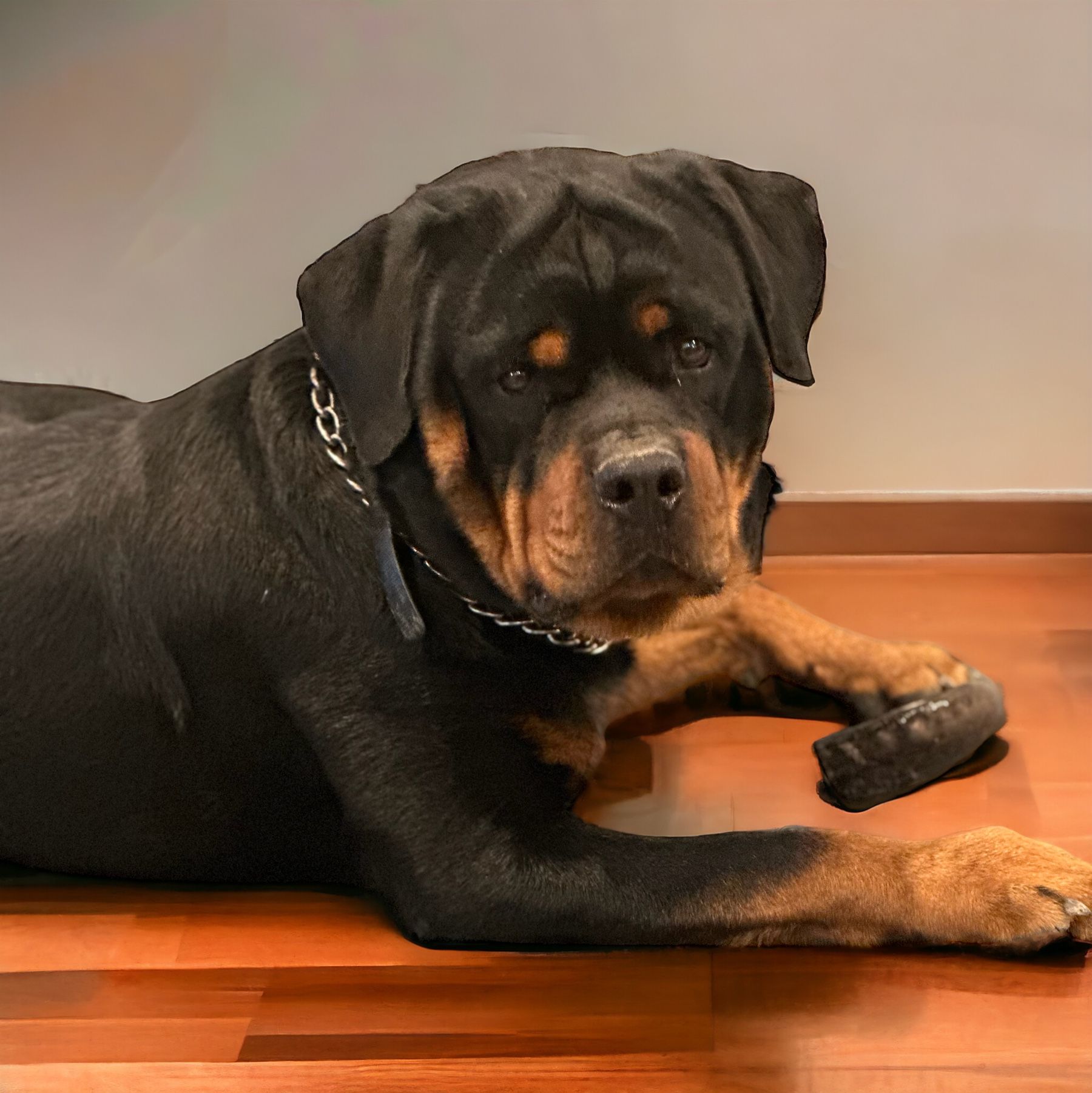 Hades - Male Rottweiler of Spartan Rottweilers