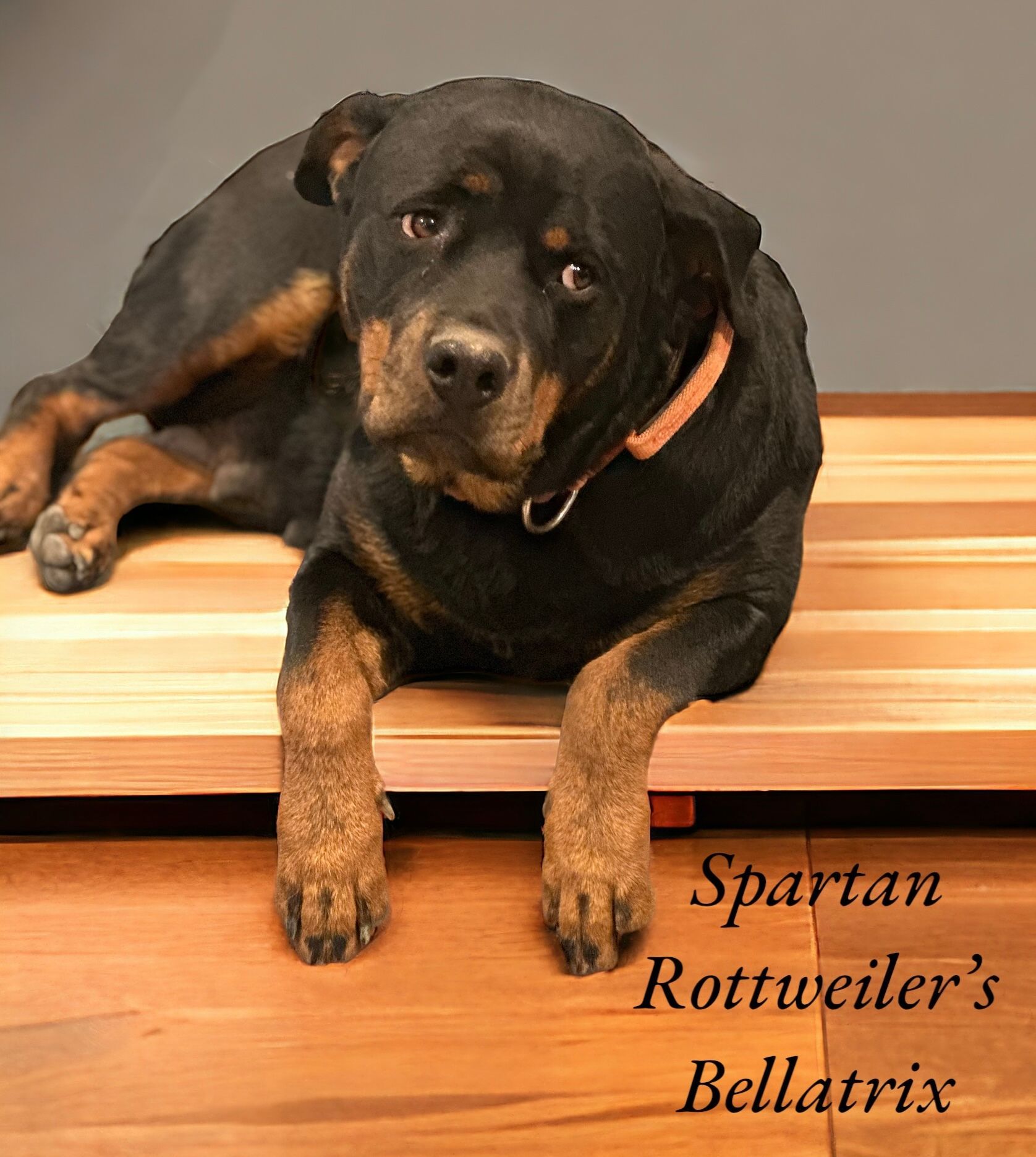 Three year old female Rottweiler of Spartan Rottweilers