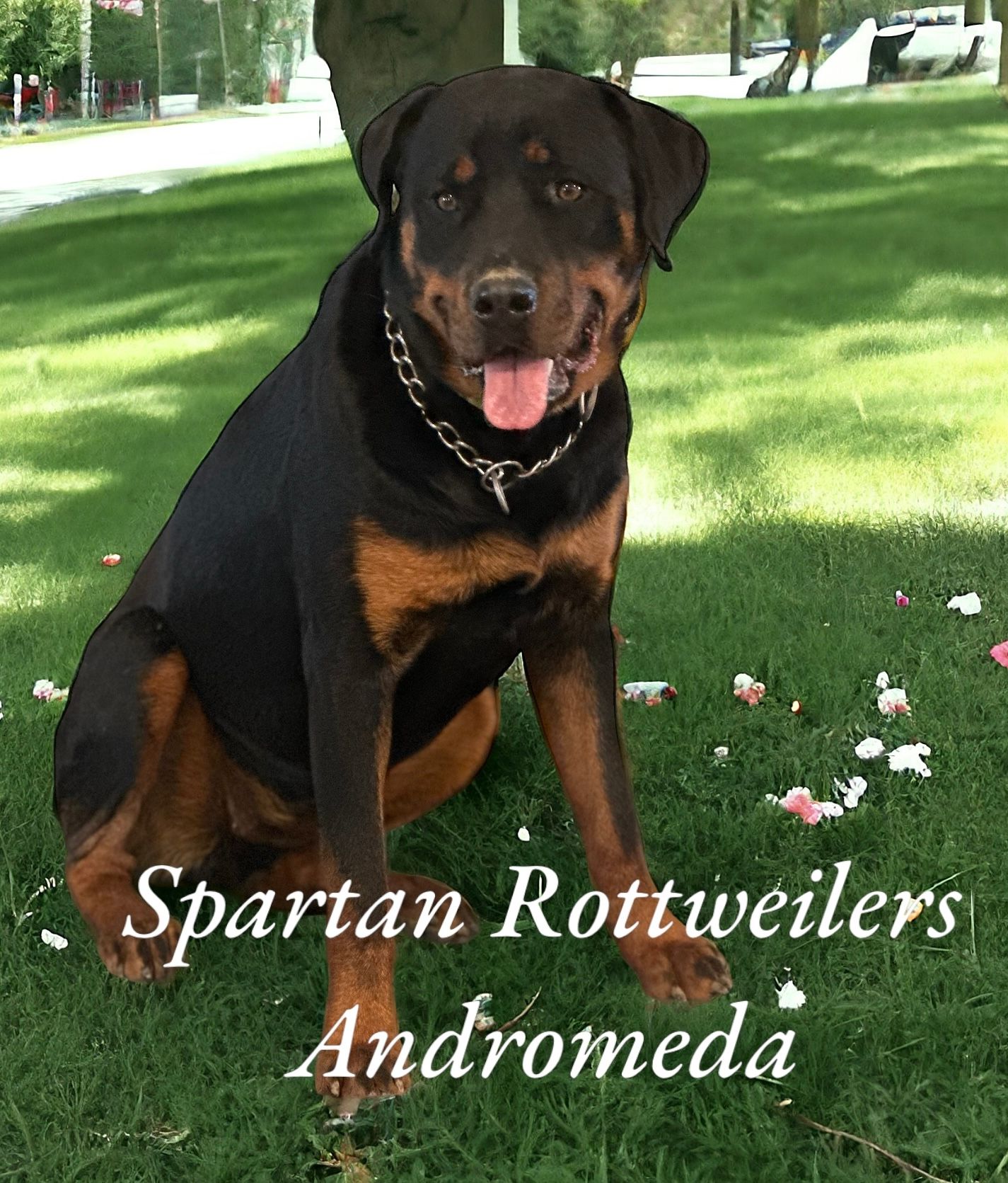 Male Rottweiler of Spartan Rottweilers , one year old