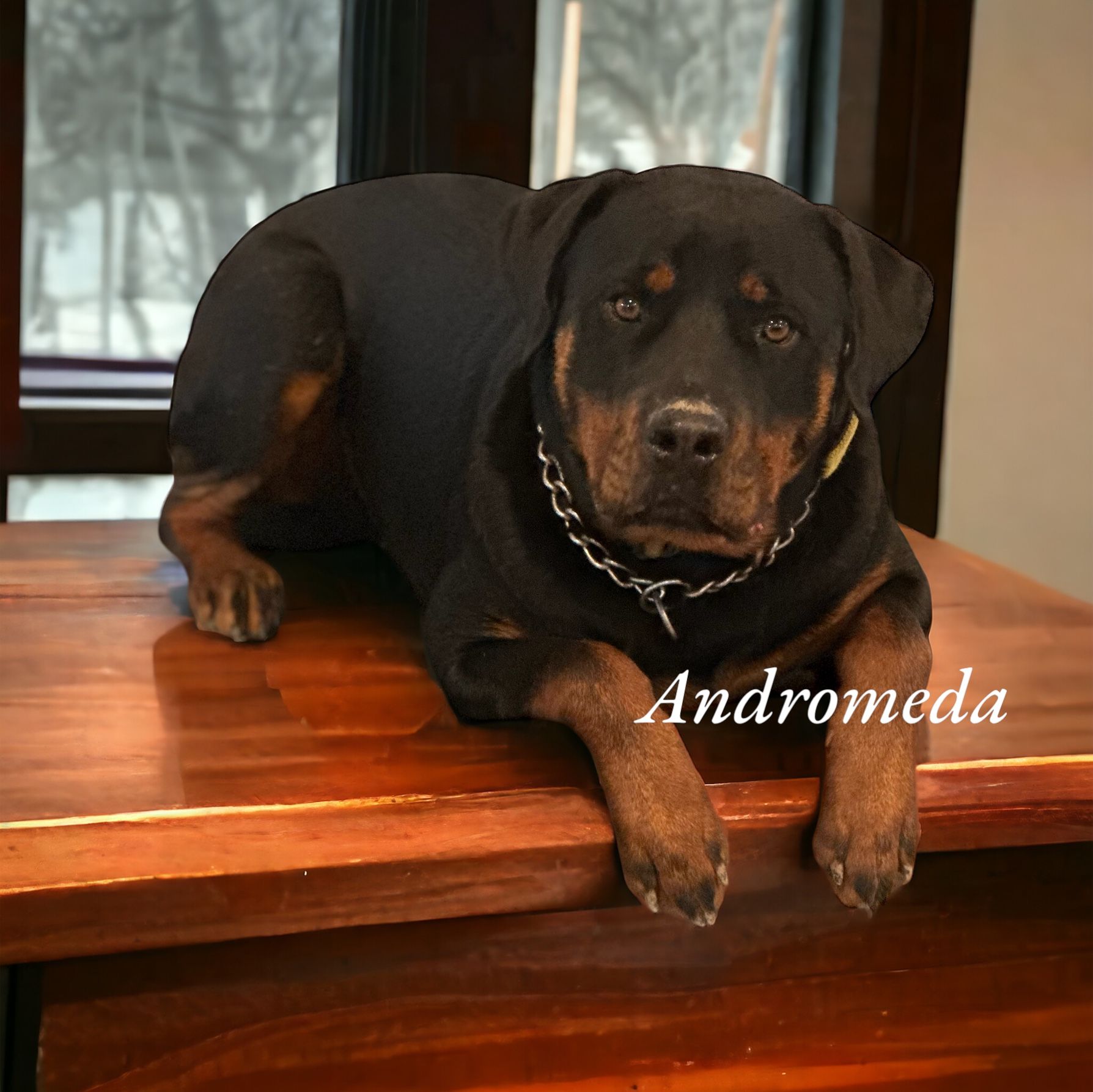 Leo - Male Rottweiler of Spartan Rottweilers