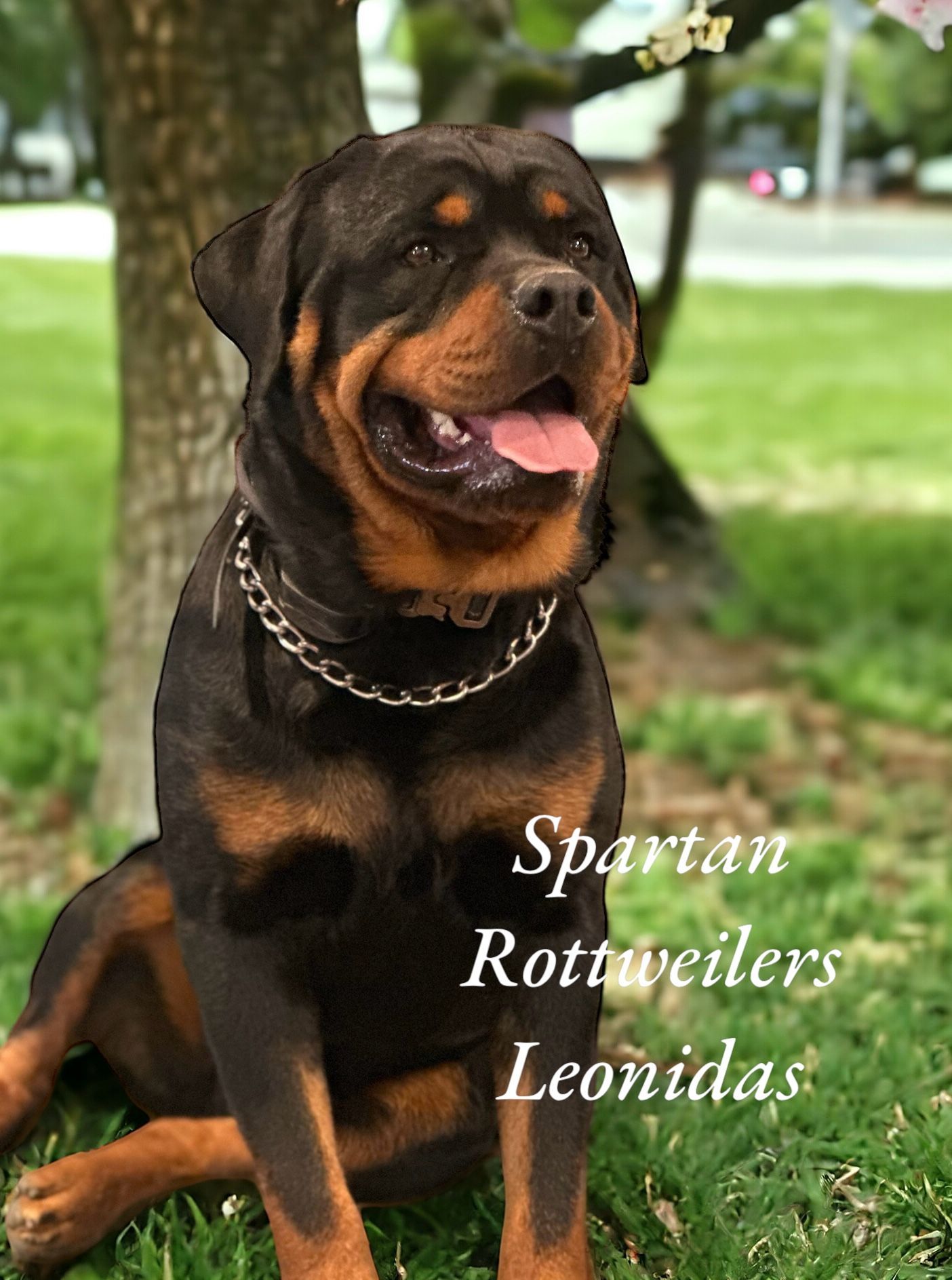 Leo of Spartan Rottweilers