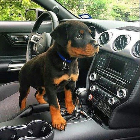 Rottweiler puppy ready to go home