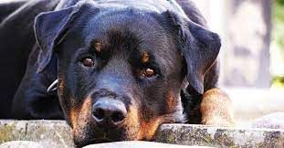 Rottweiler not feeling well