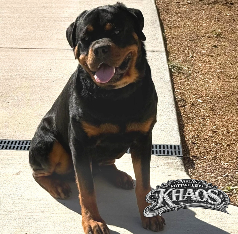 Spartan Rottweilers Male