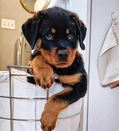 12 week old Rottweiler puppy