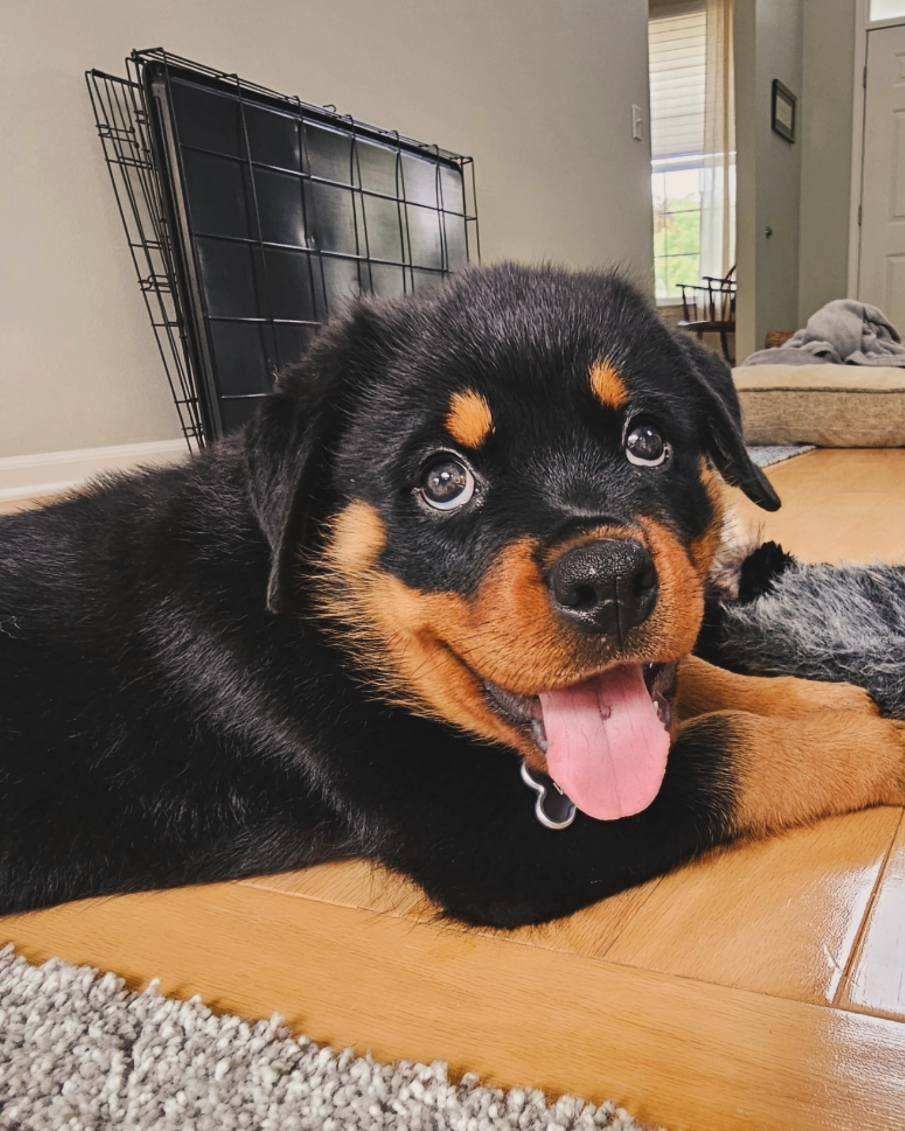 8 week old Rottweiler puppy