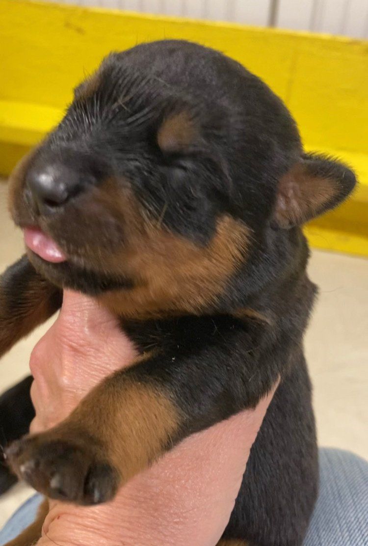 One week old Rottweiler puppy Early Neurological Stimulation (ENS) and Early Scent Introduction (ESI) 