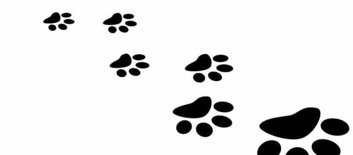 Pawprints