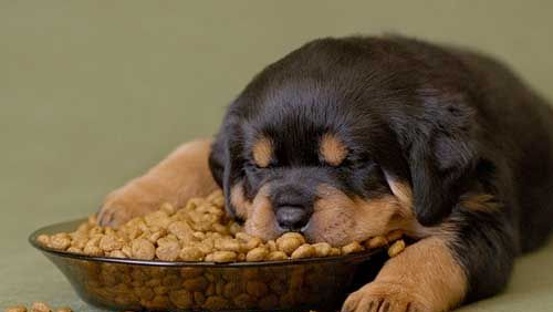 Rottweiler puppy asleep in food bowl