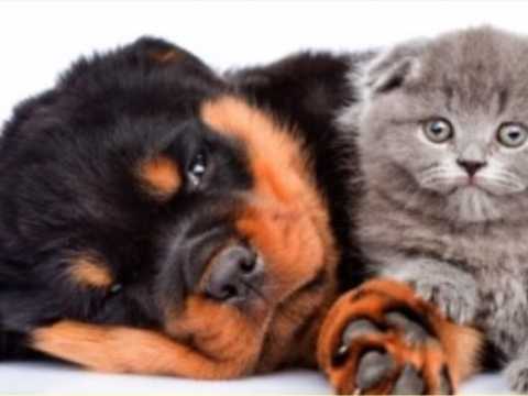 Rottweiler puppy and kitten together