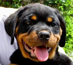 Rottweiler face shot