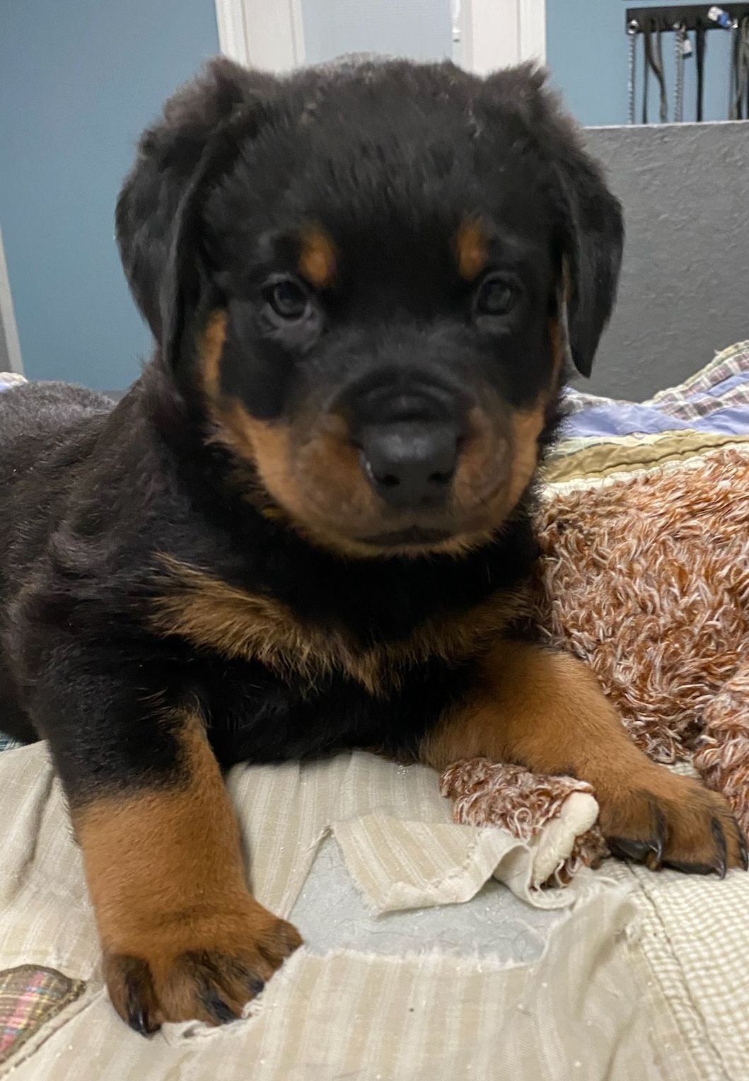 Rottweiler puppy