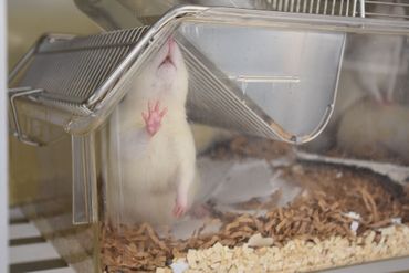 White rat inside a clear plastic cage, standing on its hind legs, reaching up.