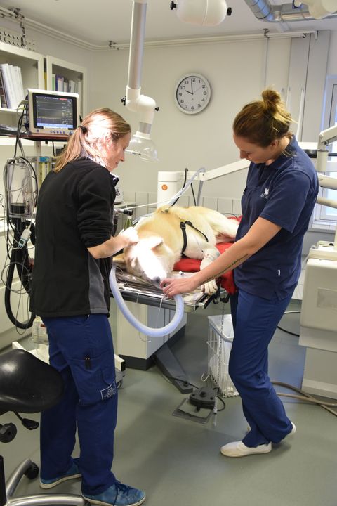Two veterinary staff tending to an anesthetized dog on an exam table in an operating room.