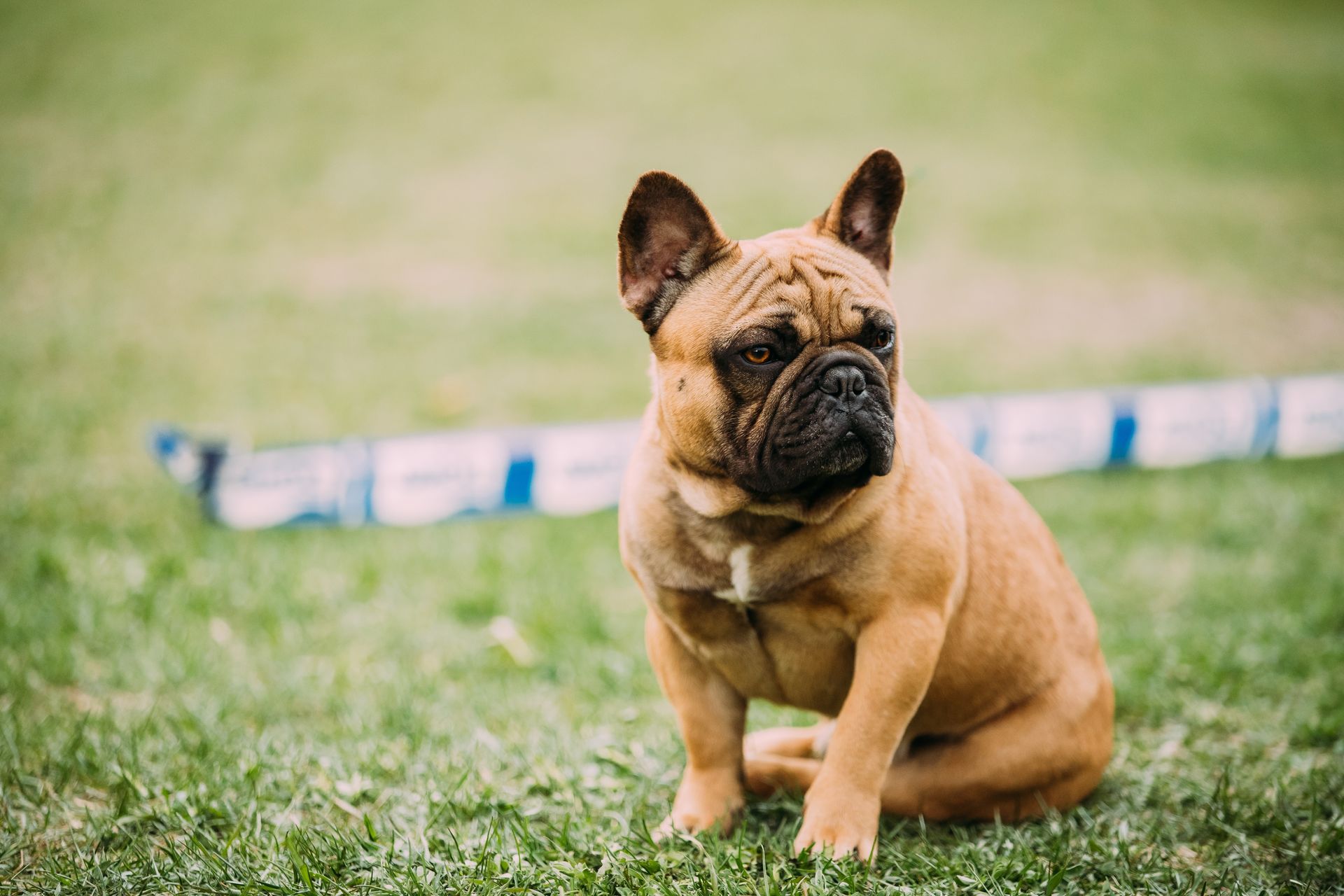 A tan French Bulldog sits attentively on a green grassy field, looking to the side.