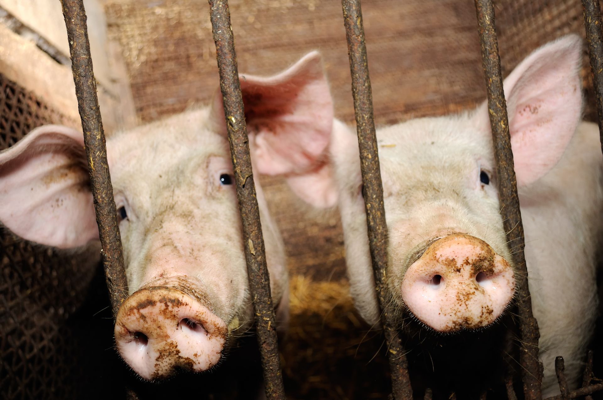 Two pigs, pink-skinned with dirt-covered snouts, look through metal bars.