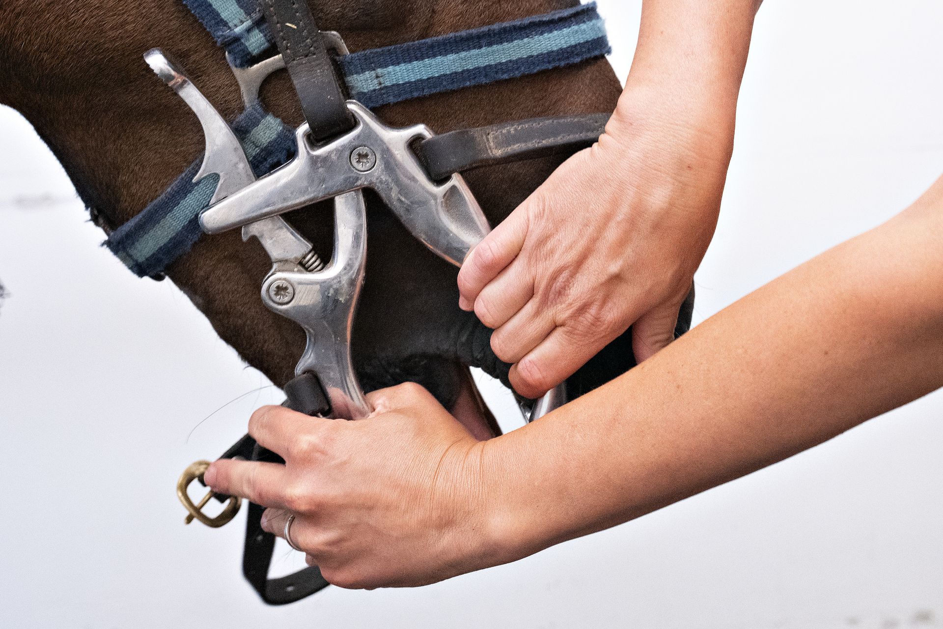 Hands holding a horse's mouth open with a metal gag, likely for dental work.