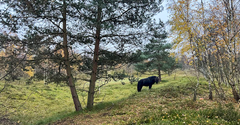 A black yak grazes on a grassy hillside under trees in a natural setting.