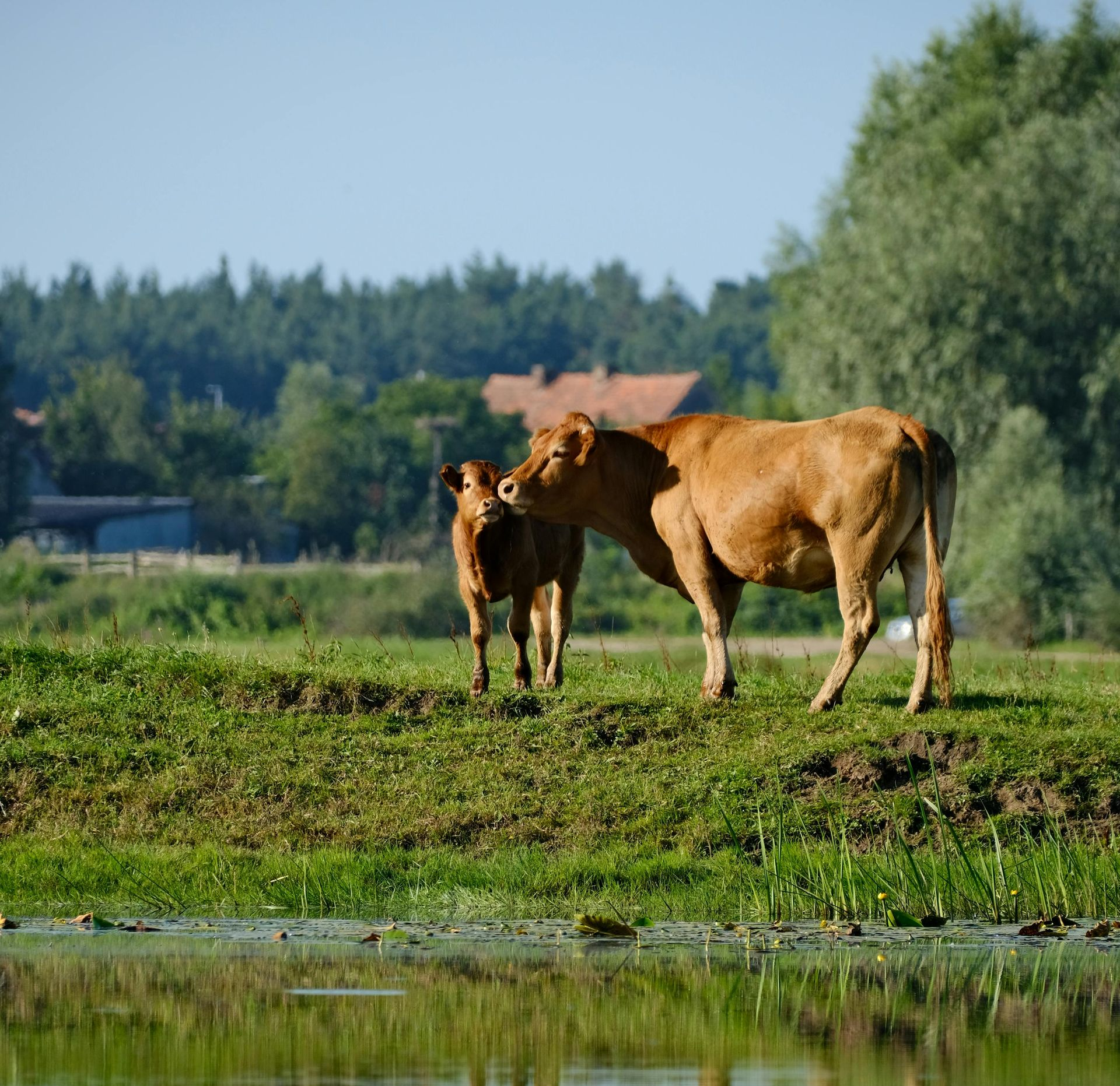 Two brown cows on a grassy bank beside a reflective body of water, with trees and buildings in the distance.