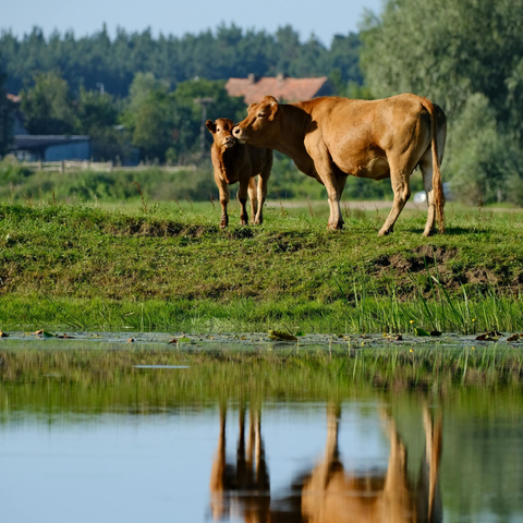 Two brown cows stand on grassy bank, reflected in calm water. Trees and buildings in background.