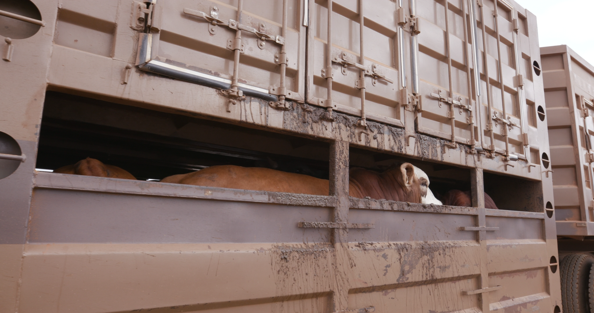 Cattle in a transport truck, brown cows visible through open side compartments, dirty vehicle.