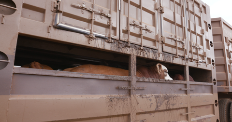 Cattle in a transport truck, brown cows visible through open side compartments, dirty vehicle.