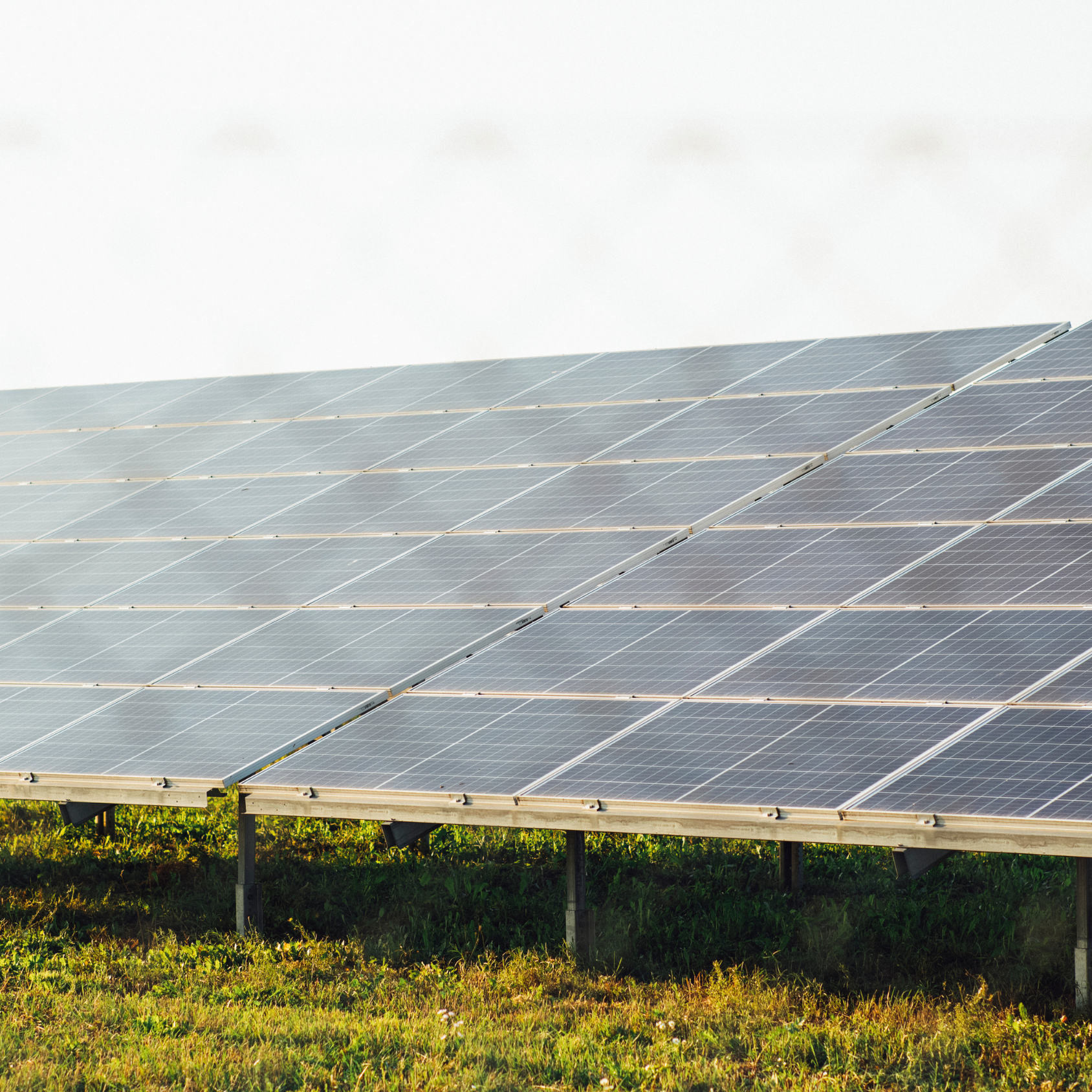 Solar panels in a grassy field against a pale sky.