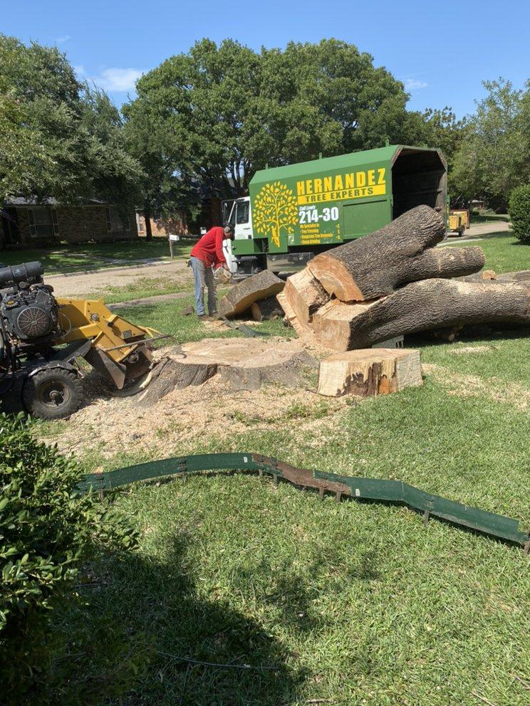A man is standing next to a large tree stump in a yard.