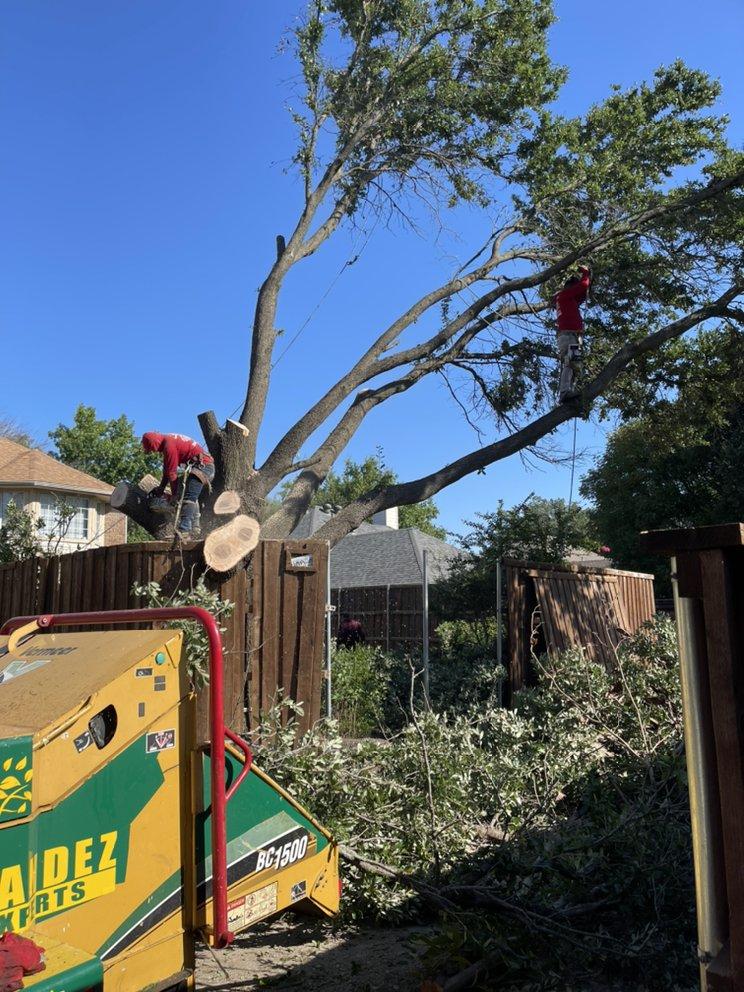A tree being cut down by a machine that says aidez
