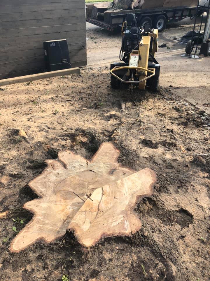 A large tree stump is being removed by a stump grinder.