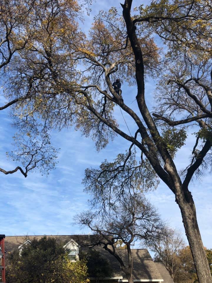 A man is climbing a tree in front of a house.