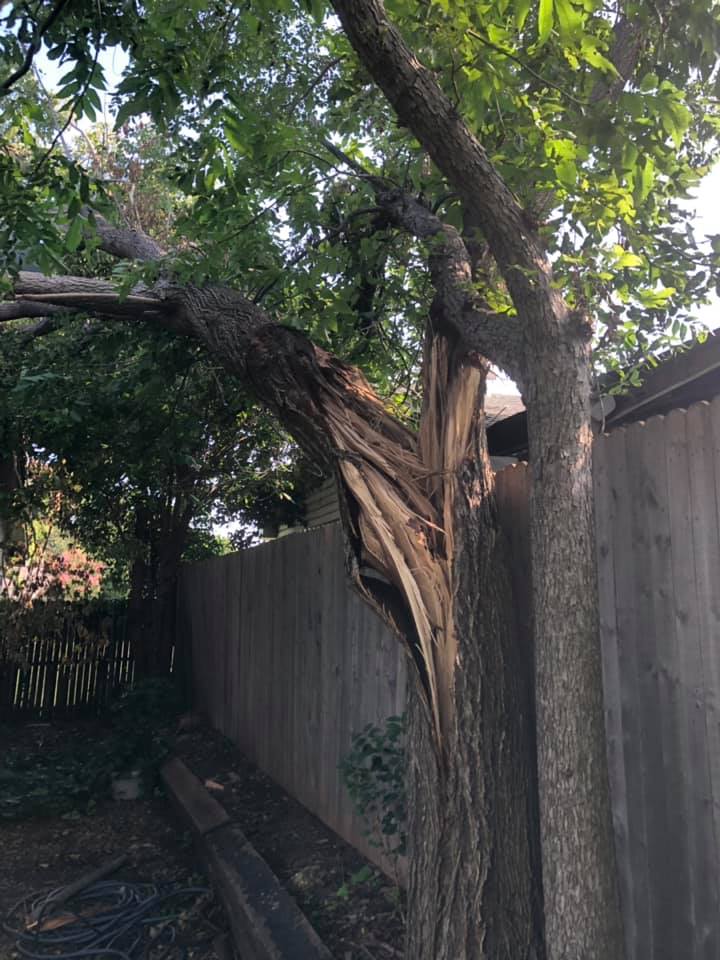 A tree with a broken branch is leaning against a wooden fence.