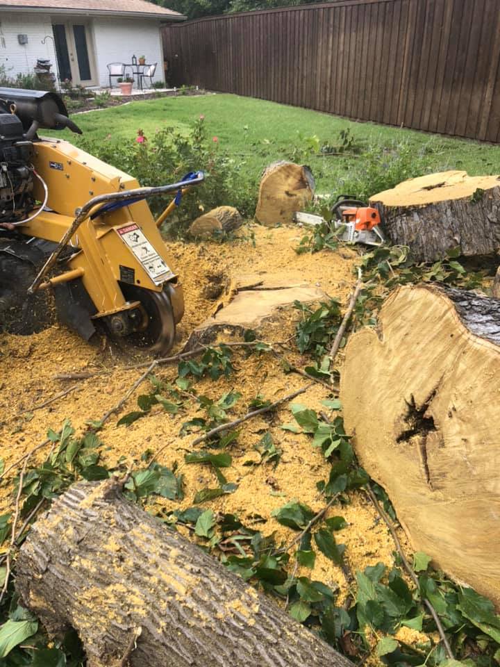 A stump grinder is cutting a tree stump in a backyard.