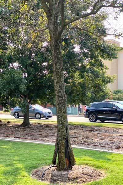 A tree with a car parked in front of it in a park.