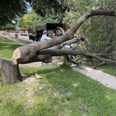 A man is cutting down a tree on the side of the road.
