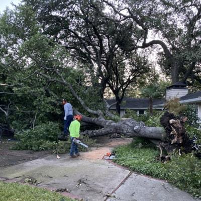 A man is cutting down a tree in front of a house.