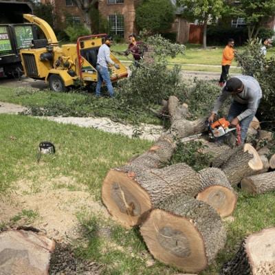 A man is cutting a tree with a chainsaw in a yard.