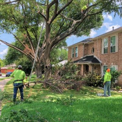 A group of people are cutting down a tree in front of a house.