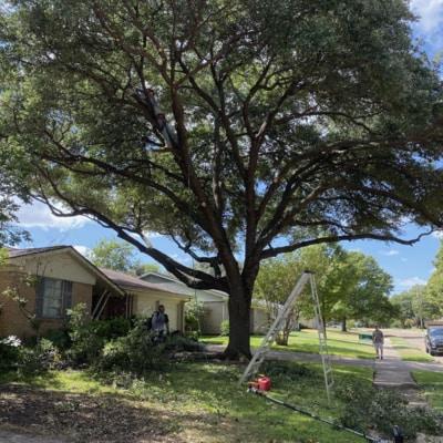 A tree is being cut down in front of a house.